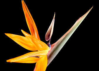 Image showing Crane Flower