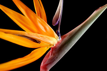 Image showing Bird Of Paradise