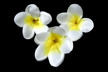 Image showing Frangipani Flowers