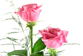 Image showing Pink Roses