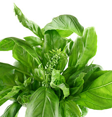 Image showing Fresh Herbs Basil 2