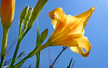 Image showing Day Lily