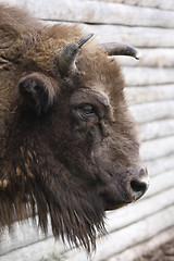 Image showing european bison