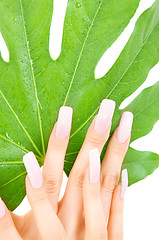 Image showing female hands with green leaf