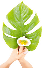 Image showing female hands with green leaf and flower