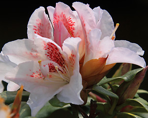 Image showing Rhododendron