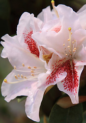 Image showing Rhododendron