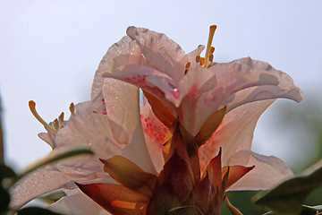 Image showing Rhododendron
