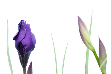 Image showing Isolated Iris Flower