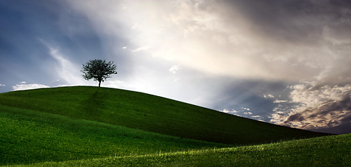 Image showing Lonely tree on green filed,  blue sky and white clouds
