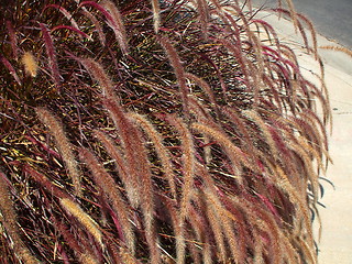 Image showing Fountain Grass