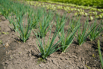 Image showing Onions