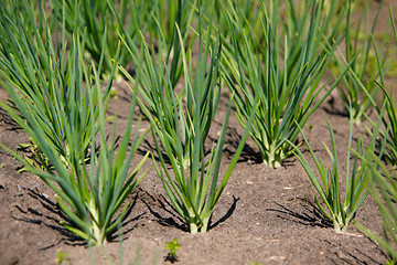 Image showing Onions