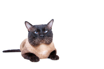 Image showing Siamese cat 