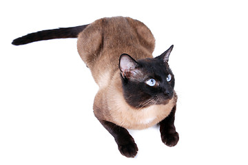 Image showing Siamese cat 