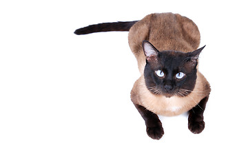 Image showing Siamese cat 