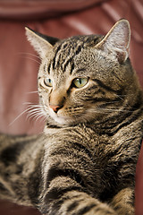 Image showing Majestic Male Tabby