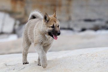 Image showing Young sled dog