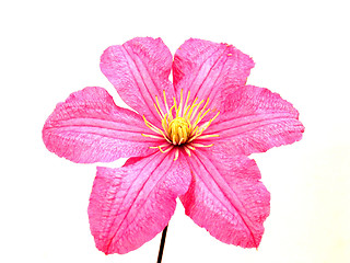 Image showing clematis