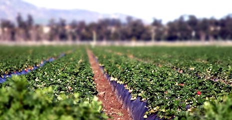 Image showing Strawberry Field