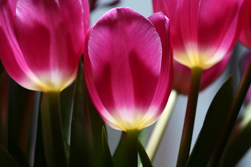 Image showing luminous tulips