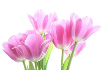 Image showing tenderly pink tulips