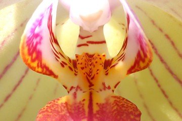 Image showing Orchid-extreem closeup