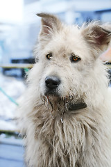 Image showing stray dog, soft focus