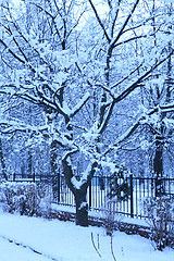 Image showing blue morning after snowfall