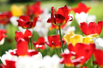 Image showing blossom of the tulips