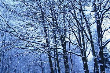 Image showing blue morning after snowfall