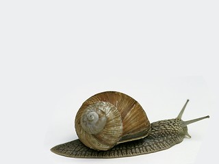 Image showing snail on white background-room for text