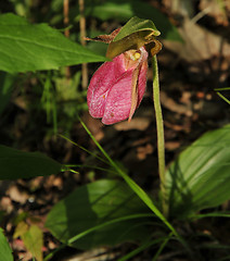 Image showing Pink Ladyslipper Or Indian Moccasin Flower