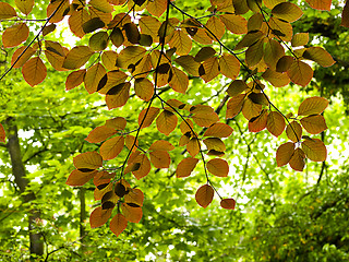 Image showing Copper Beech