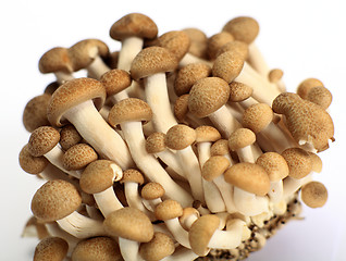 Image showing Brown beech mushrooms