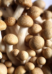 Image showing Brown beech mushroom macro