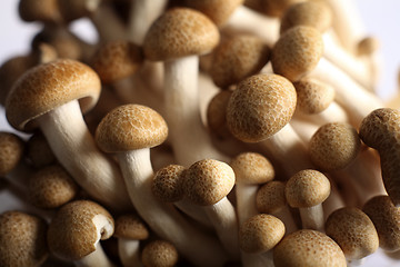 Image showing Asian brown beech mushrooms close-up