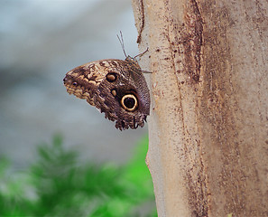 Image showing butterfly on tree