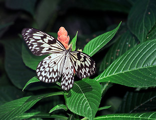 Image showing butterfly black and white on flower