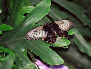 Image showing butterfly on flower