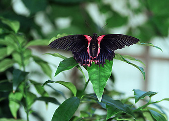 Image showing butterfly black and red