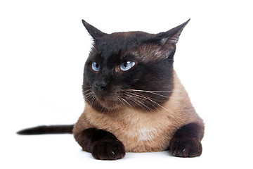 Image showing Siamese cat 