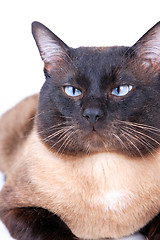 Image showing Siamese cat 