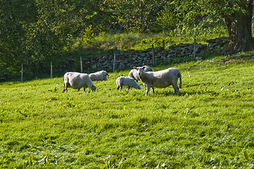 Image showing Sheeps on greenfield