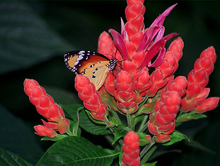 Image showing butterfly on red flowers