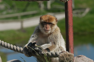 Image showing Monkey on Bridge