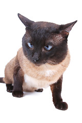 Image showing Siamese cat 