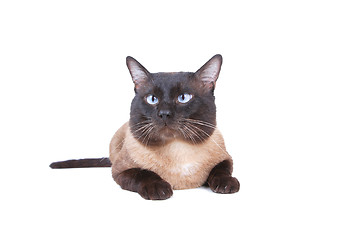 Image showing Siamese cat 