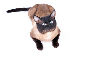 Image showing Siamese cat 