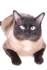Image showing Siamese cat 
